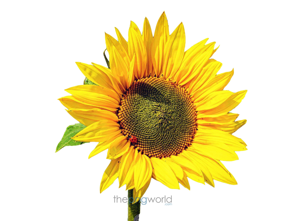 Yellow Flower Transparent PNG yellow flower, sunflower, colored flower, transparent flower, flower png, flower transparent for banner. HD flower png, yellow color, flower